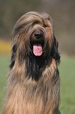 BRIARD 246